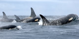 Picture of Southern resident orcas