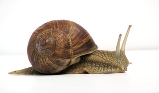 Picture of Snail