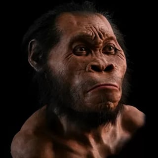Picture of Homo naledi