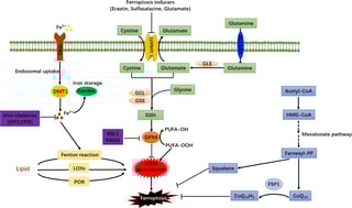 Picture of Ferroptosis