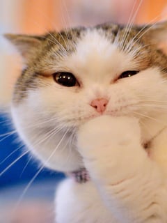 Picture of Meow