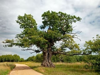 Picture of Tree of the Year