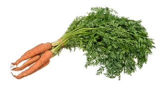 Picture of Carrot