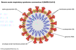 Picture of Severe acute respiratory syndrome coronavirus 2