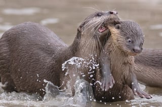 Picture of Comedy Wildlife Photography Awards