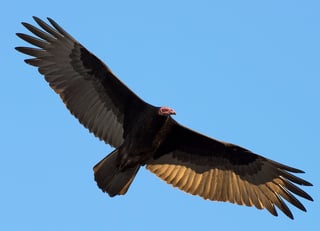 Picture of Vultures