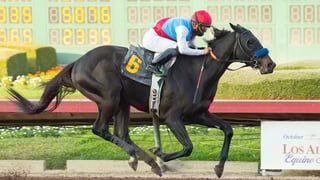 Picture of Medina Spirit