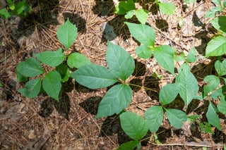 Picture of Poison ivy