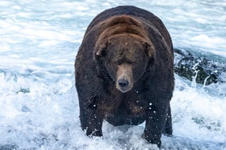 Picture of Fat Bear Week