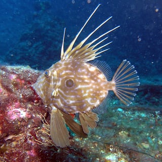 Picture of John Dory