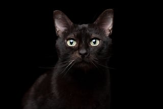 Picture of BlackCat