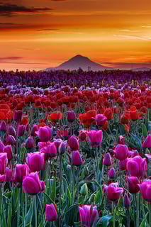 Picture of Beautiful Things