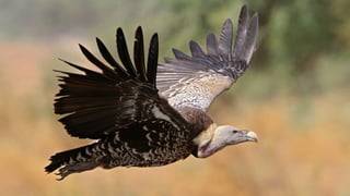 Picture of Vultures