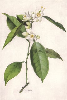 Picture of Orange blossom