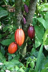 Picture of Cocoa bean