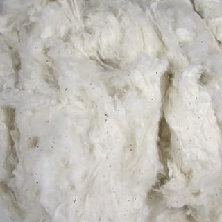 Picture of Cotton