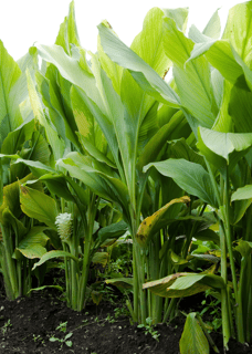 Picture of Turmeric