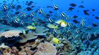 Picture of Marine life