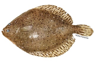 Picture of Flounder