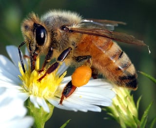 Picture of Bees