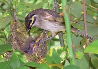 Picture of Hatchling