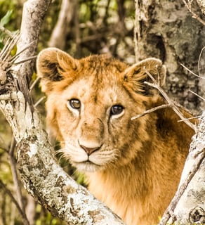 Picture of Wildlife