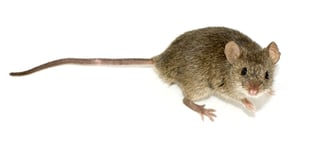 Picture of Mouse