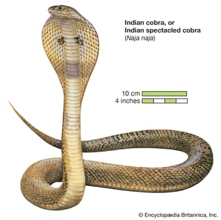 Picture of Cobra