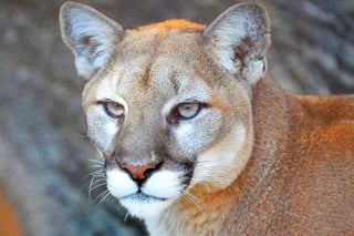 Picture of Puma