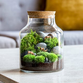 Picture of Terrarium