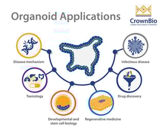 Picture of Organoid