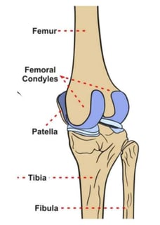 Picture of Condyle