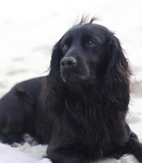 Picture of Lupo