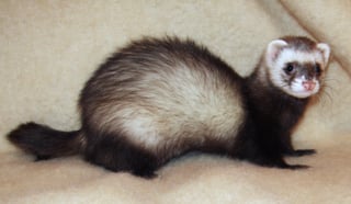 Picture of Ferret
