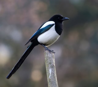 Picture of Magpie