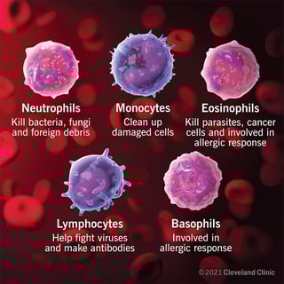 Picture of white blood cell