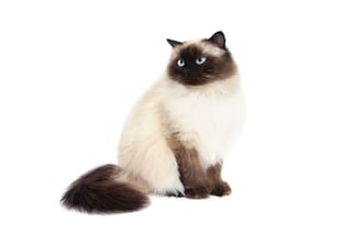 Picture of Himalayan cat