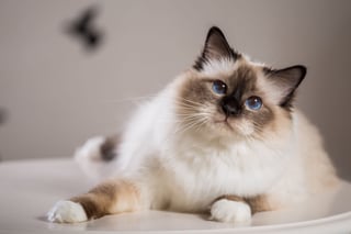 Picture of Birman
