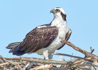 Picture of Osprey