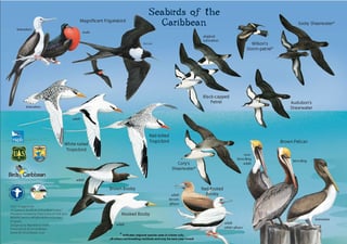 Picture of Seabird