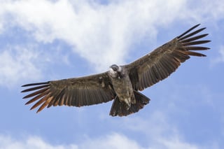 Picture of Condor
