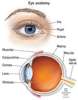 Picture of eye