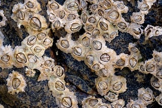 Picture of Barnacle