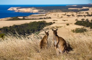 Picture of Kangaroo Island