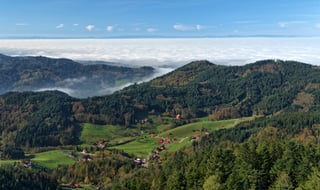 Picture of Black Forest