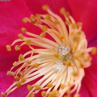 Picture of Nectar