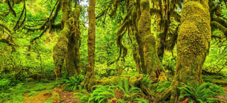 Picture of Olympic National Park