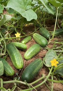 Picture of Cucumber