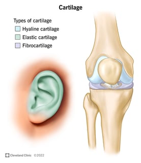 Picture of cartilage