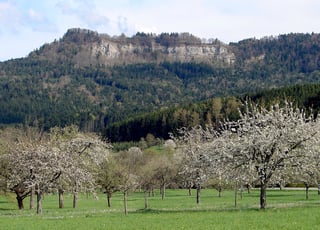 Picture of Orchard